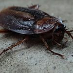 Quelles sont les causes des cafards dans une maison ?