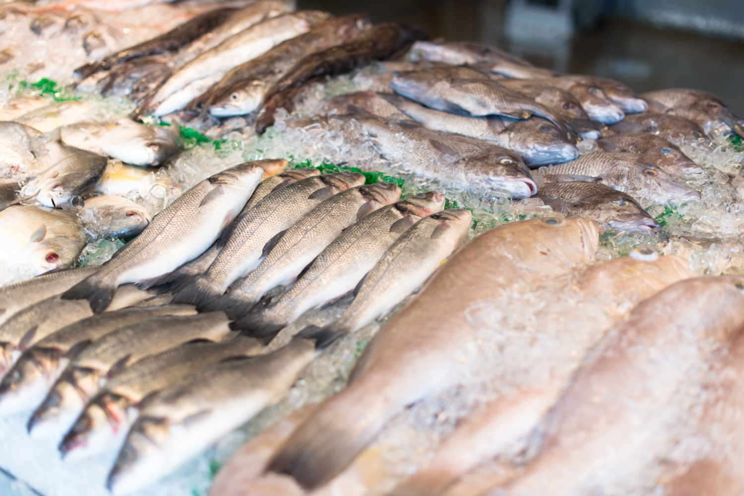 poissons frais